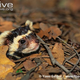 Illustration for article titled Monday Mustelid - Vormela peregusna Edition
